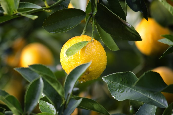 Lemons with water drops on a tree branch
