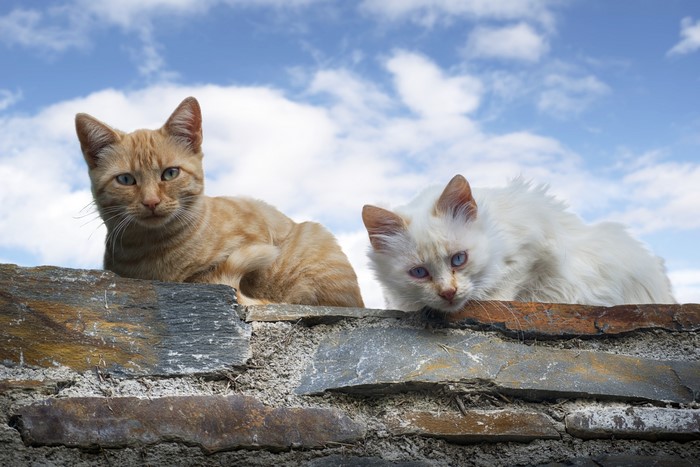 Two cats on a stone wall under a cloudy sky