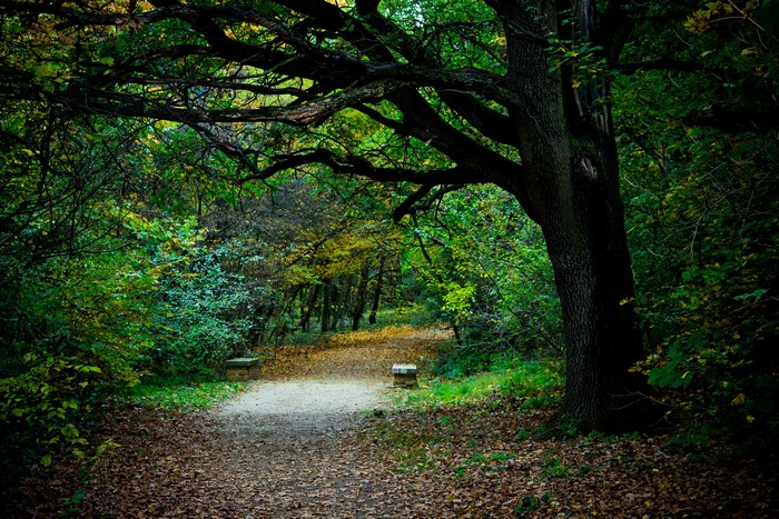 Autumn park trail with trees and benches