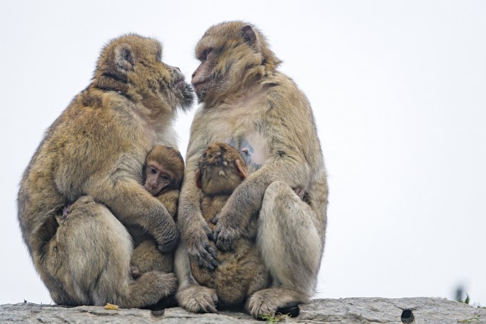 Two adult monkeys holding their cubs