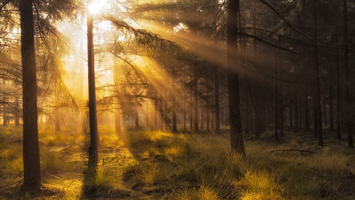 Sunbeams in a forest with grass