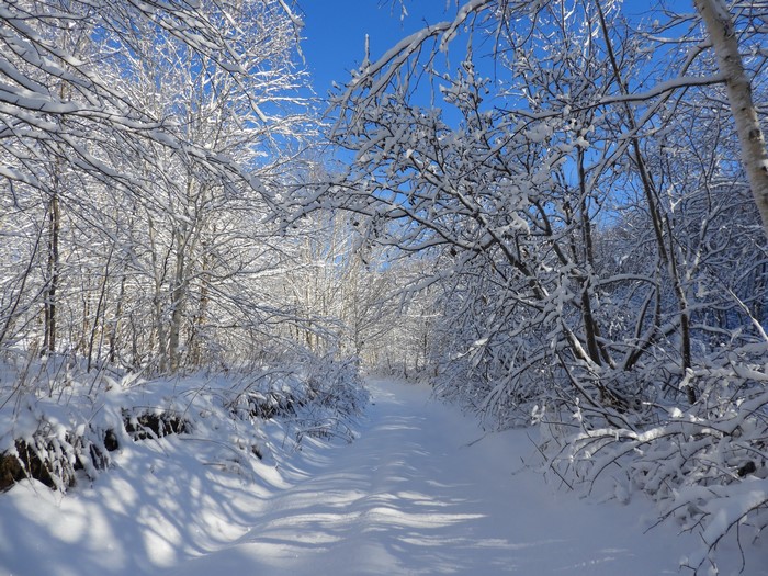 Snowy forest road with trees and branches