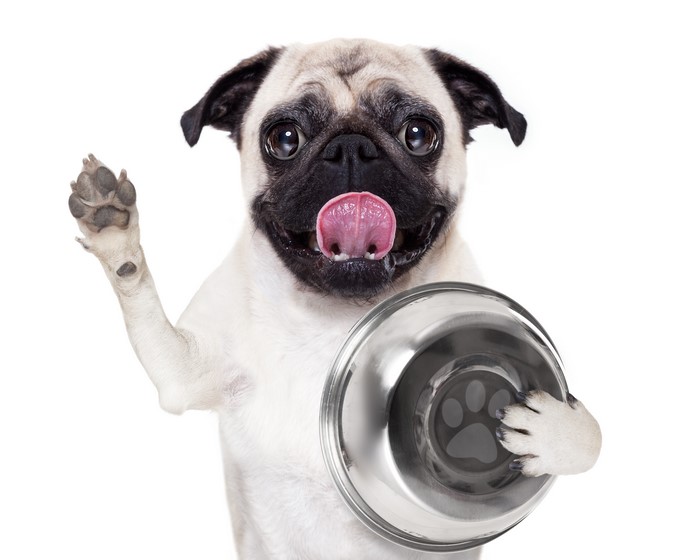 Pug holding a bowl and waving paw