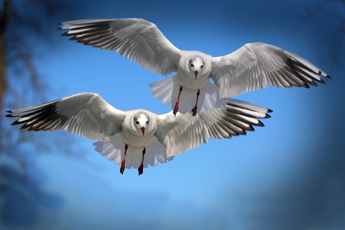 Two Gulls in Flight