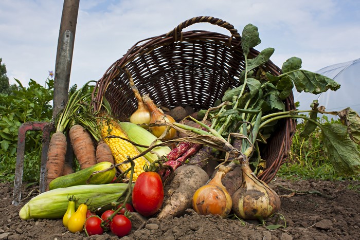 Harvest of Vegetables in a Wicker Basket
