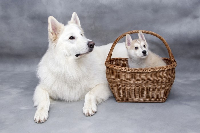 White dog and husky puppy in a basket