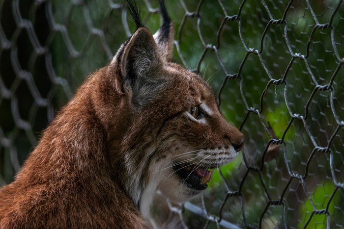 Lynx looking through a fence