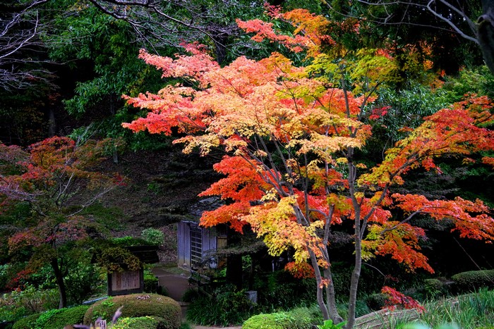 Autumn foliage in a Japanese garden with a small building