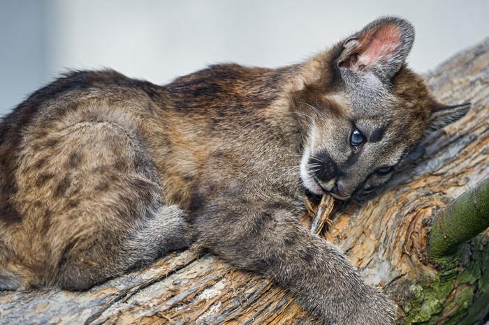 Cougar cub chewing on a branch on a log