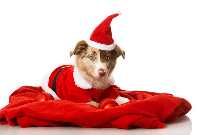 Puppy in Santa costume on red blanket