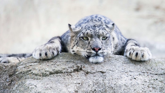 Snow leopard resting on a rock