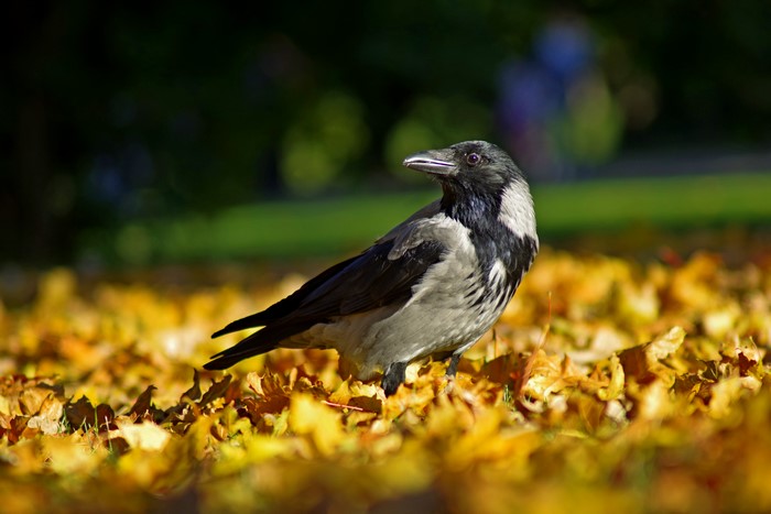 Crow in Autumn Foliage