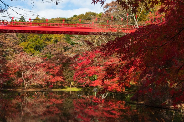 Red bridge over a pond with autumn trees in Izumi Nature Park, Japan