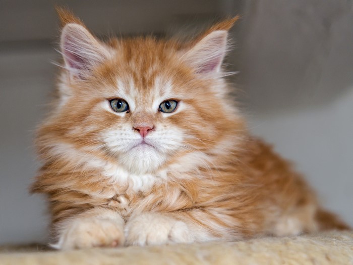 Ginger Maine Coon Kitten