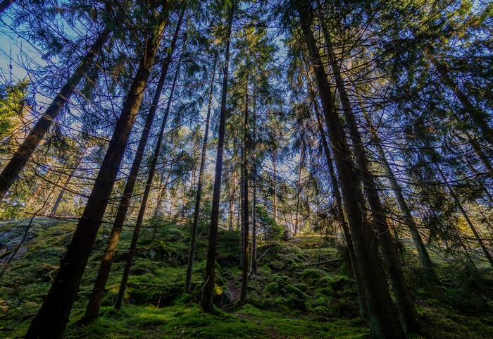 4K Kasaberget Forest in Helsinki, Finland