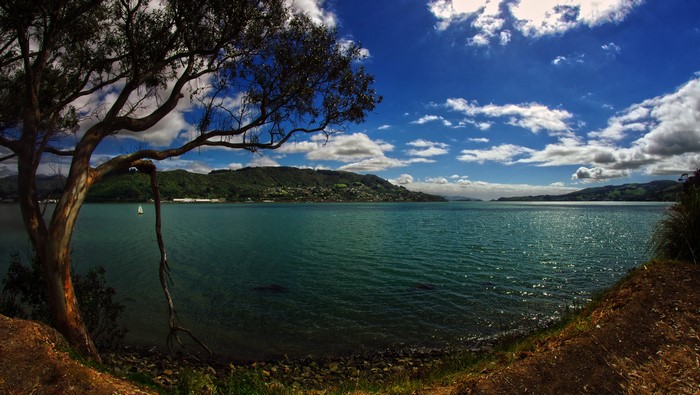 Otago Harbour, New Zealand with Trees and Clouds