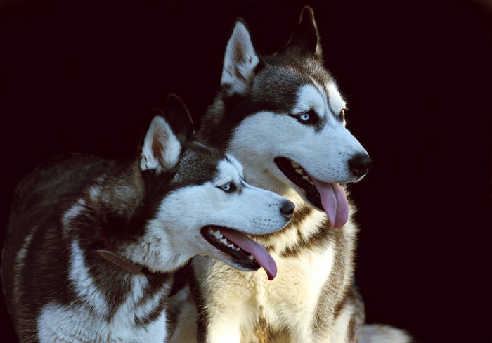 Two Huskies with Blue Eyes on Black Background