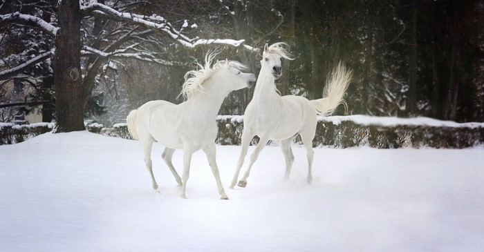 Two white horses playing in the snow