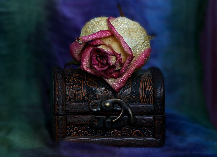 Rose with water drops on a treasure chest
