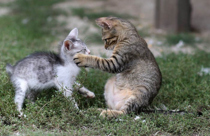 Two kittens playing in grass