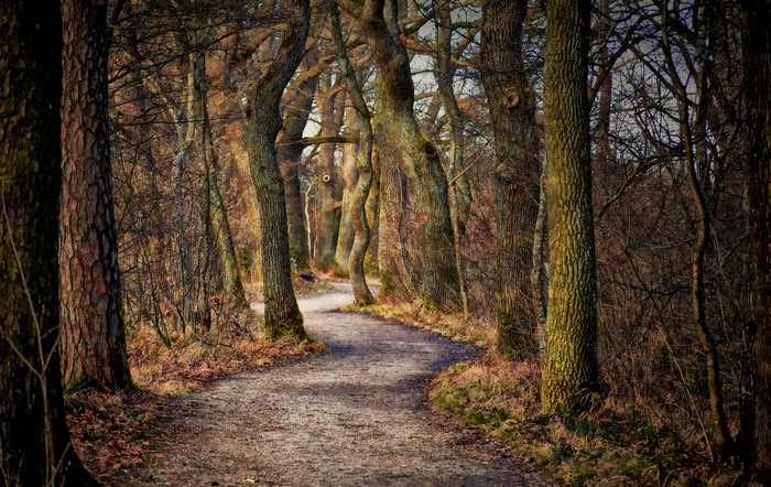 4K Autumn Trail Through Trees