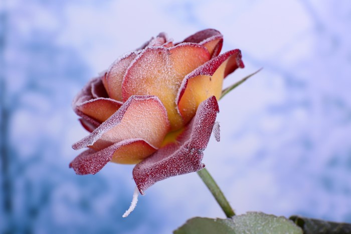 Rose covered in frost