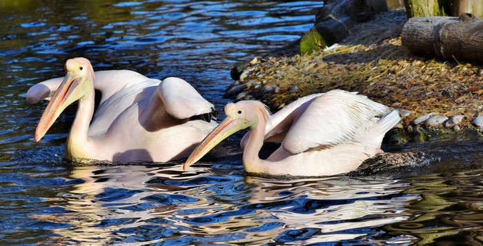 Two Pelicans Swimming in a Pond