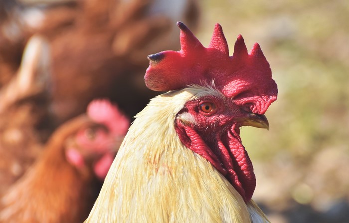 Rooster Closeup