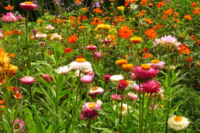 Field of colorful strawflowers and cosmos flowers
