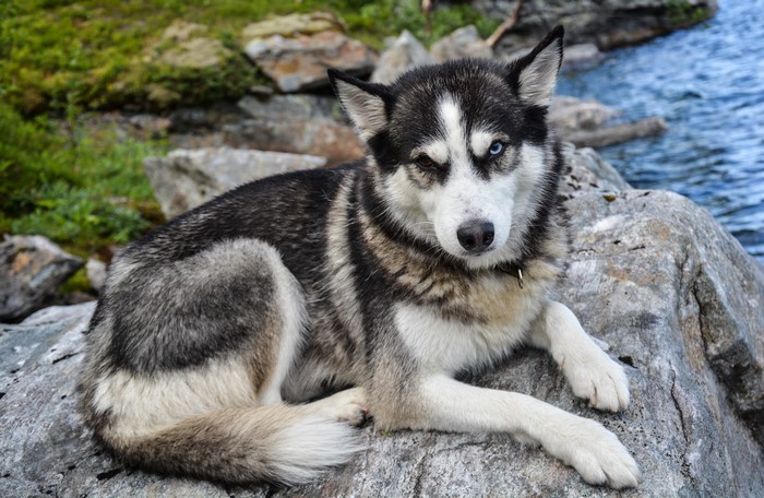 Husky dog with heterochromia lying on rocks by water