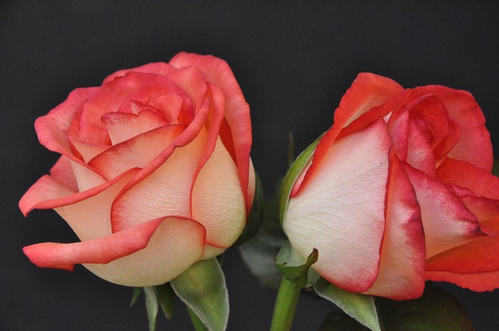 Two bicolor roses with pink edges on a black background