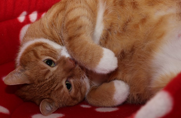 Ginger cat with white paws lying down