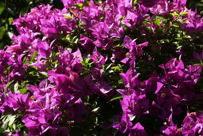 Violet Bougainvillea Flowers Closeup