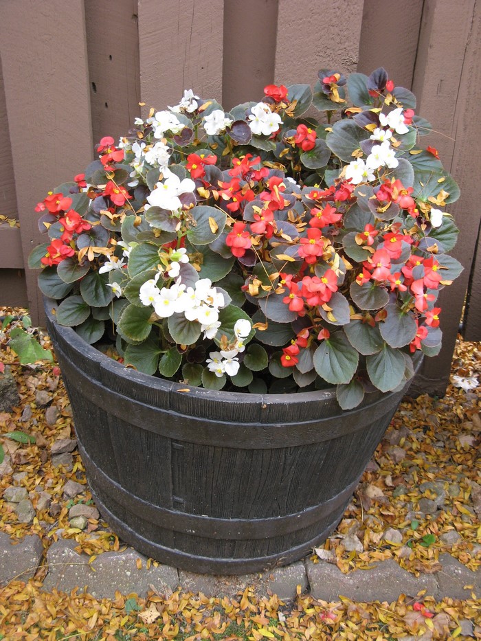Begonias in a barrel planter
