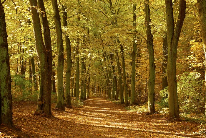 4K Autumn Forest Path with Golden Foliage