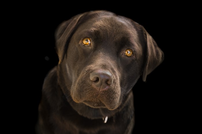 Chocolate Labrador Retriever with amber eyes on black background