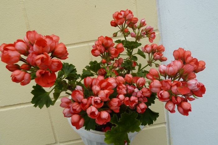 Pink Geranium flowers in a pot