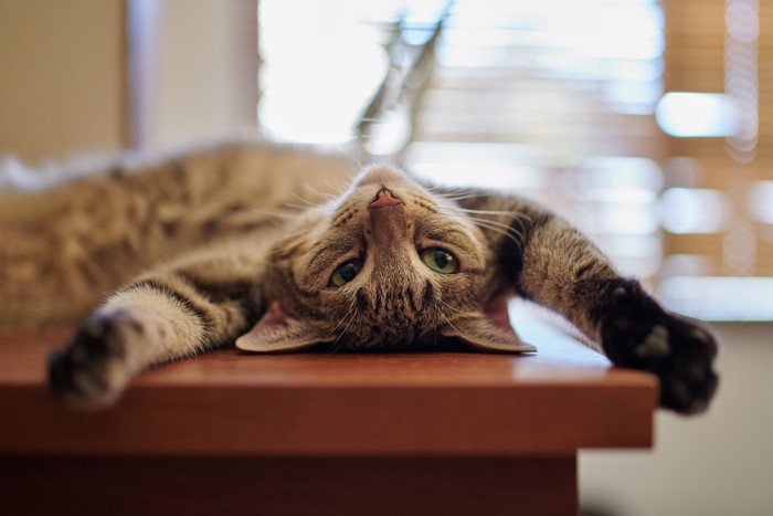 Funny Cat Lying on Table