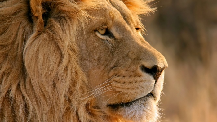 Close-up of a male lion's face