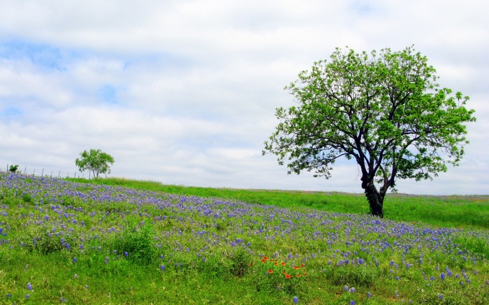 Field of bluebonnets with trees and clouds