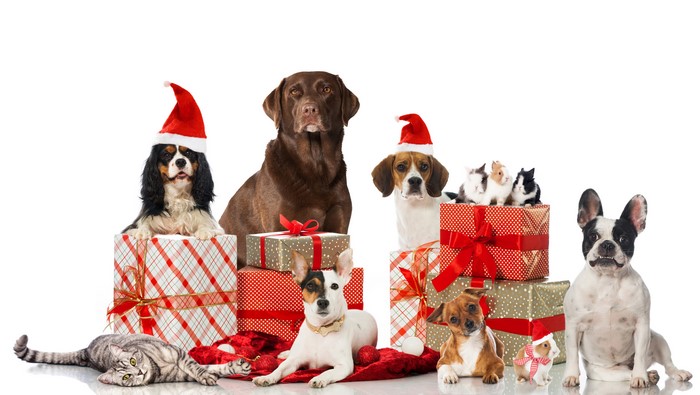 Christmas dogs and cats with gifts
