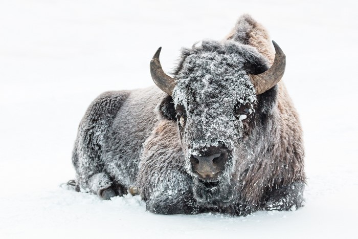 Bison covered in snow lying in a white field