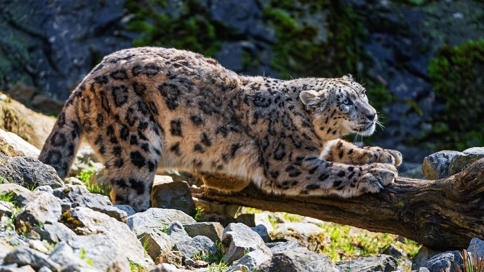 Snow leopard on a log