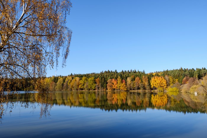 Autumn forest reflected in a lake under a clear blue sky