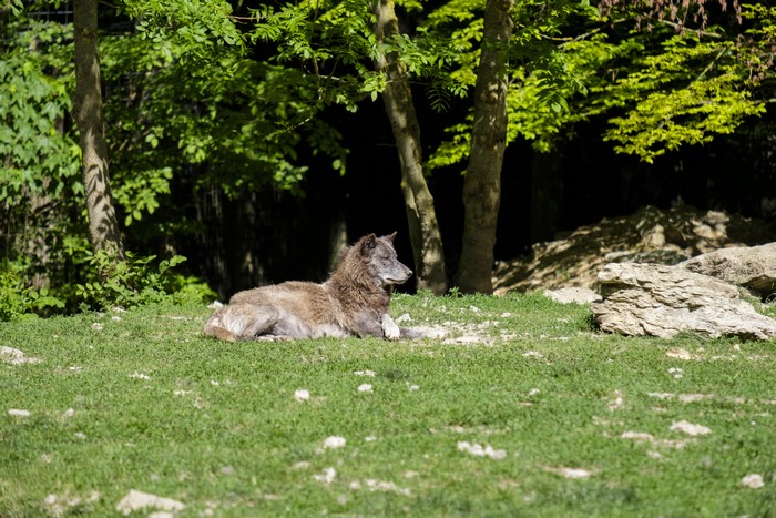 Wolf lying on grass in a forest