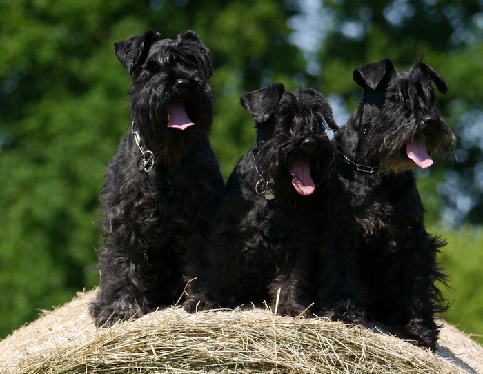 Three black Schnauzer dogs sitting on hay