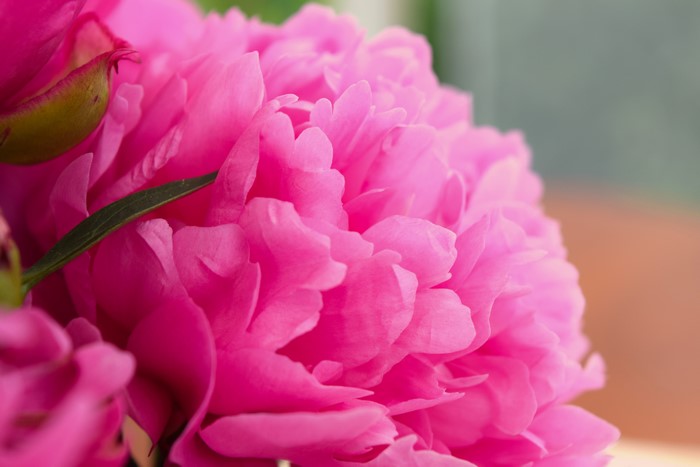 Close-up of a vibrant pink peony flower