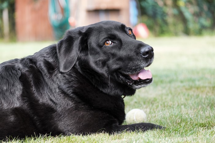 Black Labrador Retriever dog lying on grass with a ball
