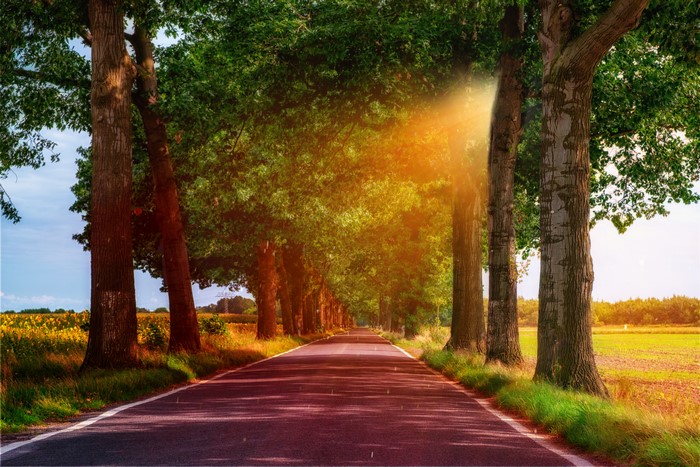 4K Scenic Tree-Lined Road with Sun Rays