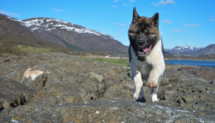 Akita dog running on rocks by the water